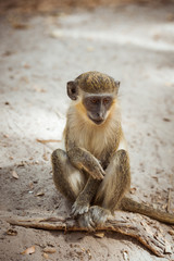 A green vervet monkey sitting on the ground in Gambia