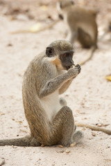 Obraz premium A green vervet monkey sitting in the ground and eating