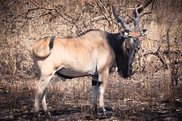 A loer derby eland on savanna in Senegal © LifeInViewfinder