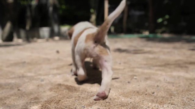 Funny puppy itches himself because of fur parasite like flea and then goes away