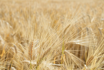 Ripe barley close up on field. 