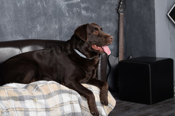 Dog Chocolate Labrador