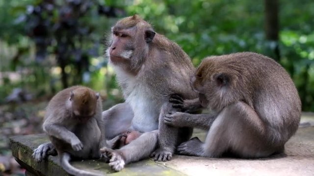 The macaque family sits and rests. The female combs the fur of her husband and searches for parasites. Courting among monkeys