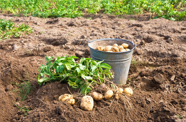 Organic potatoes in metal bucket at the vegetable garden