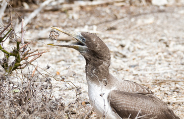 Nazca booby juvenile (Sula granti) playing with a rock Genovesa Island, Galapagos Islands, Ecuador