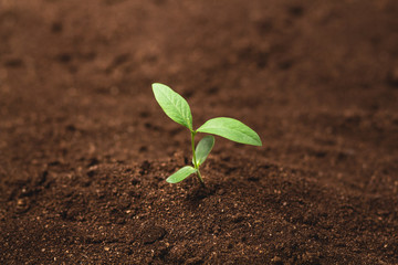 plant, tree, soil, growing, farmer, hand, seed, nature, environmental, green, new, young, seeds, life, agriculture, seedling, farm, family, earth, dirt, gardening, growth, grow