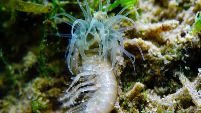 A small crustacean of the genus Gammarus, caught by a small Actinia - an invader in the Black Sea Diadumene lineta, Odessa Bay