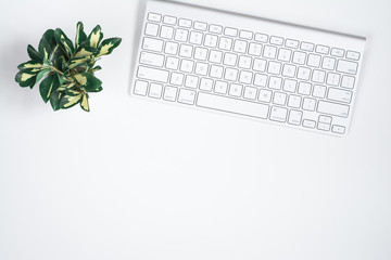 White simple background with yellow-green leaves