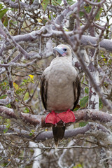 Red-footed booby (Sula sula) on Genovesa island, Galapagos National Park, Ecuador