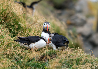 The Atlantic puffin, also known as the common puffin
