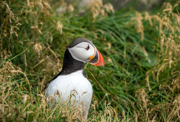The Atlantic puffin, also known as the common puffin