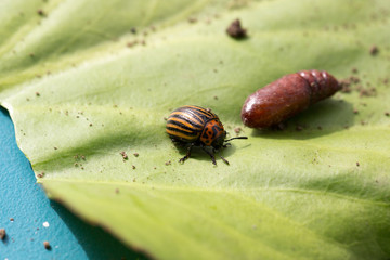 Beetle sitting on a green leaf