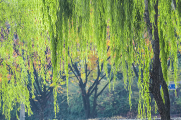 Willow leaves swaying in the wind