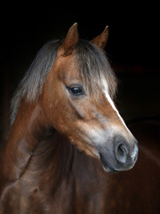 Fototapeta na wymiar Welsh Pony Headshot