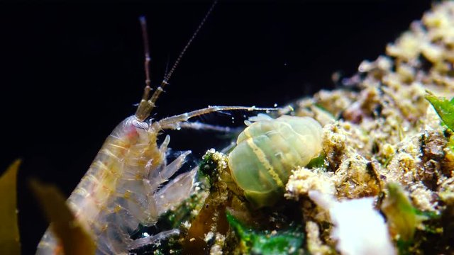 A small crustacean of the genus Gammarus, caught by a small Actinia - an invader in the Black Sea Diadumene lineta, Odessa Bay