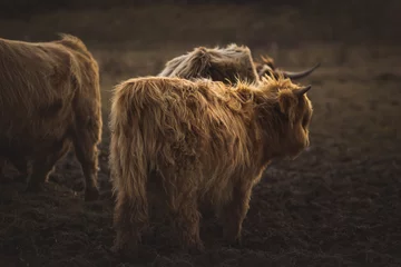  Schotse Hooglanders © Sylvia Bentele
