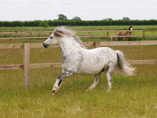 Obraz na płótnie Canvas Grey Pony Running