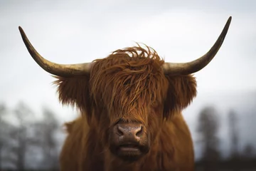 Wall murals Highland Cow Scottish Highland Cattle