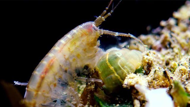 A small crustacean of the genus Gammarus, caught by a small Actinia - an invader in the Black Sea Diadumene lineta, Odessa Bay