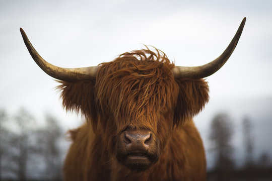 Scottish Highland Cattle