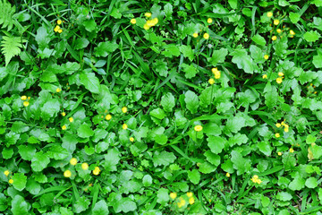 Green leaves and grass with yellow flowers background.