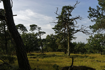 Darßer Ort am Darßer Weststrand, Nationalpark Vorpommersche Boddenlandschaft, Mecklenburg Vorpommern, Deutschland
