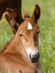 Fototapeta premium A head shot of a pretty chestnut foal.