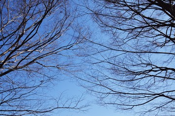 背景素材/青空と冬の木