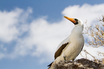 Nazca booby (Sula granti) Genovesa Island, Galapagos Islands, Ecuador