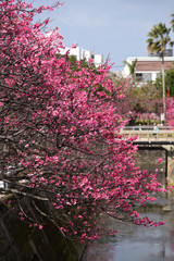 さくら（緋寒桜）