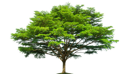 Tree isolated on white background with clipping path.