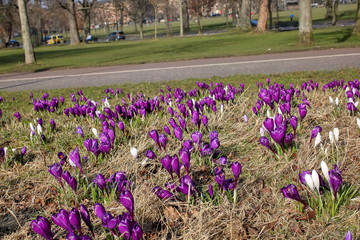 Kwitnące krokusy na łące, fioletowe i białe, w tle park, drzewa, ławka, asfaltowa ścieżka,...