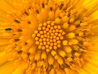 Close up Yellow flower background, Natural flower  plants using as a background or wallpaper.