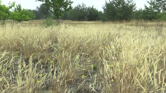 Area of a unique biotope community on open sandy sands on the northern edge of the Pannonian Lowland with a number of protected National Natural Monument of Vate Pisky, grass Festuca fescue