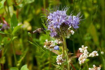 Phacelia mit Biene