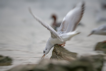 Slender billed Gull