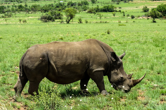 รูปภาพNashorn – เลือกดูภาพถ่ายสต็อก เวกเตอร์ และวิดีโอ7,825 | Adobe Stock