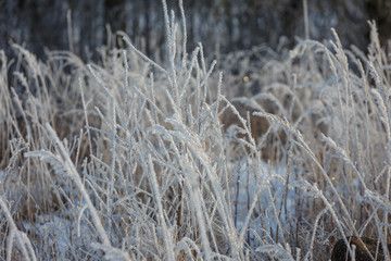 Fototapeta premium Winter morning, snowy surroundings, cold, frosty. snow covered all the grass everything around shines.