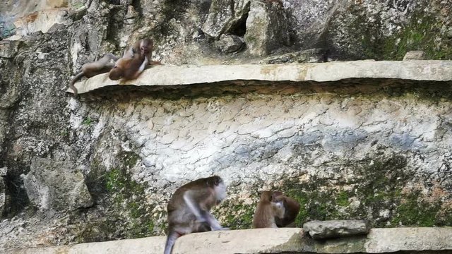 Wild Monkey playing In Krabi temple Thailand Hd