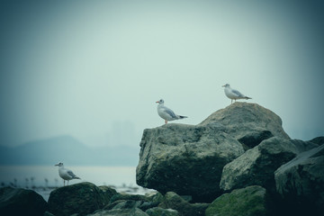 birds on the rock