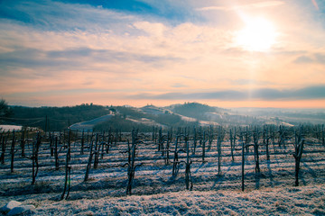 Obraz premium snowy morning in the vineyard