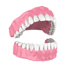 Mouth Gum and Teeth Isolated