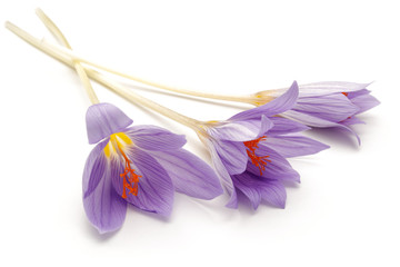 Crocus