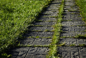 concrete pavement on green lawn