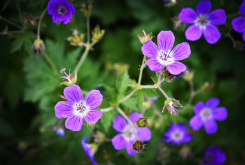 Fototapeta na wymiar a group of purple small flowers