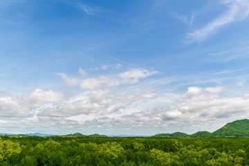 Mangrove forest with blue clear sky