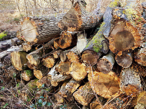 Logs and branbles