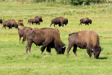 Fototapeta na wymiar American bison (Bison bison) simply buffalo