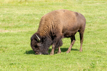 American bison (Bison bison) simply buffalo