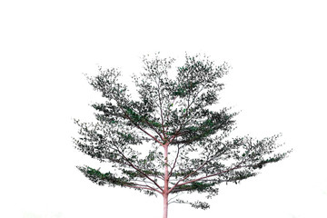 Bucida Molineti tree against white background